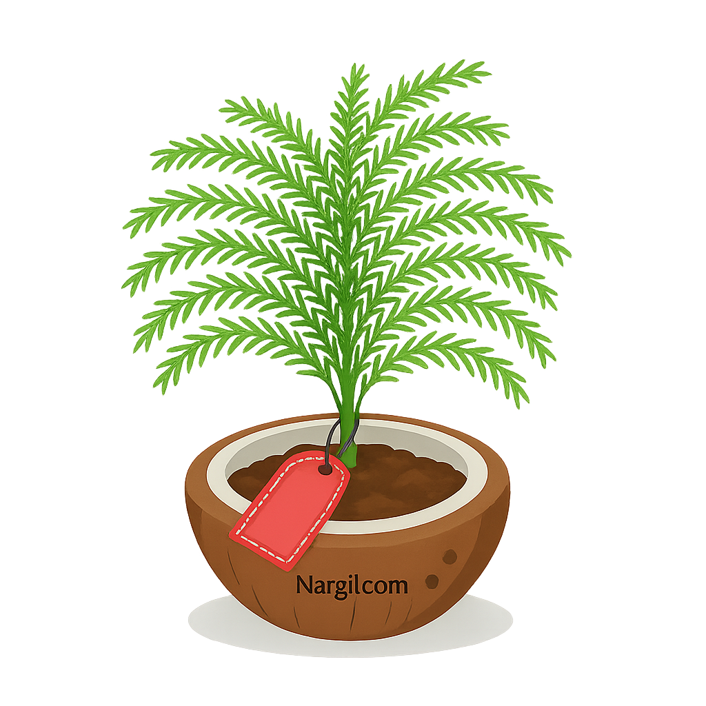  Nargil - Sprengeri Asparagus Fern